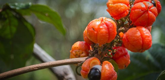 Guaraná, a famosa fruta brasileira que hoje já é vista mundialmente em forma de refrigerante