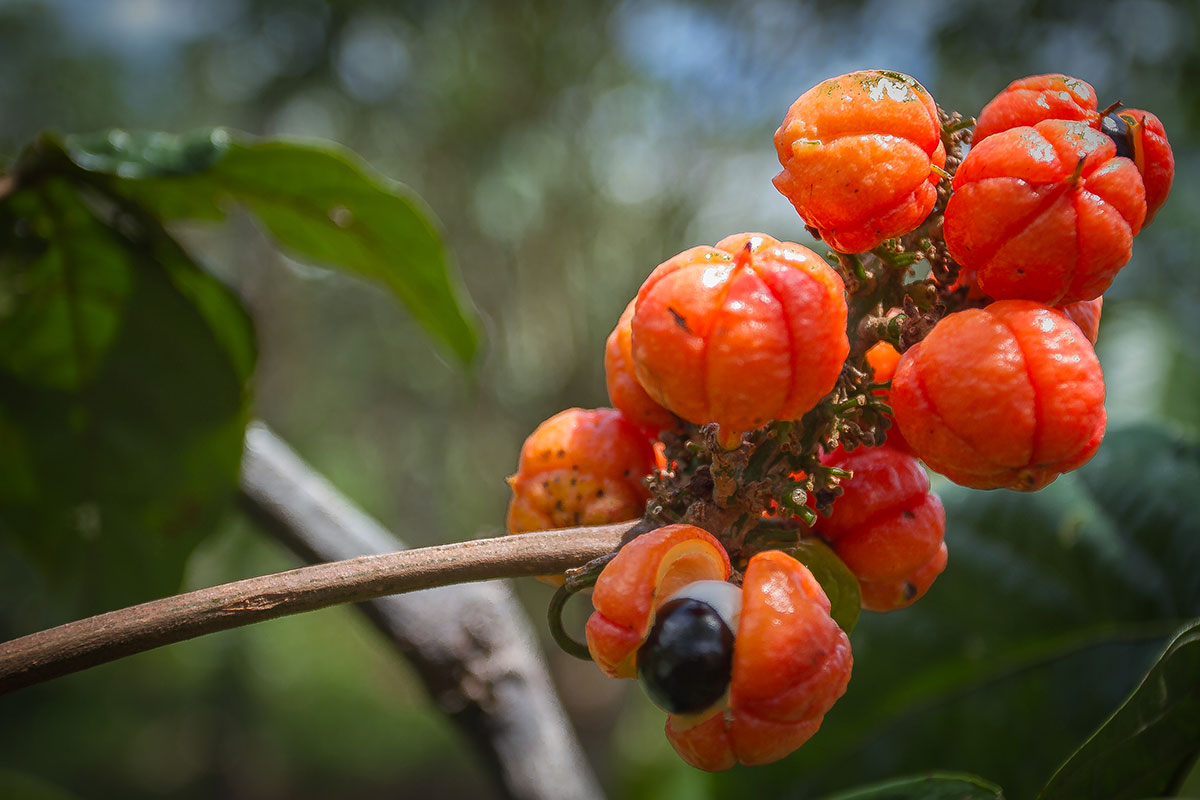 Guaraná, a famosa fruta brasileira que hoje já é vista mundialmente em forma de refrigerante